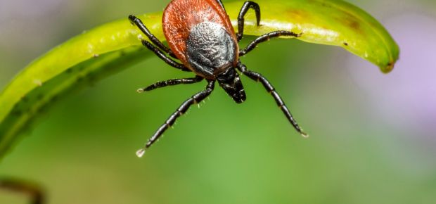 LYME COACHING